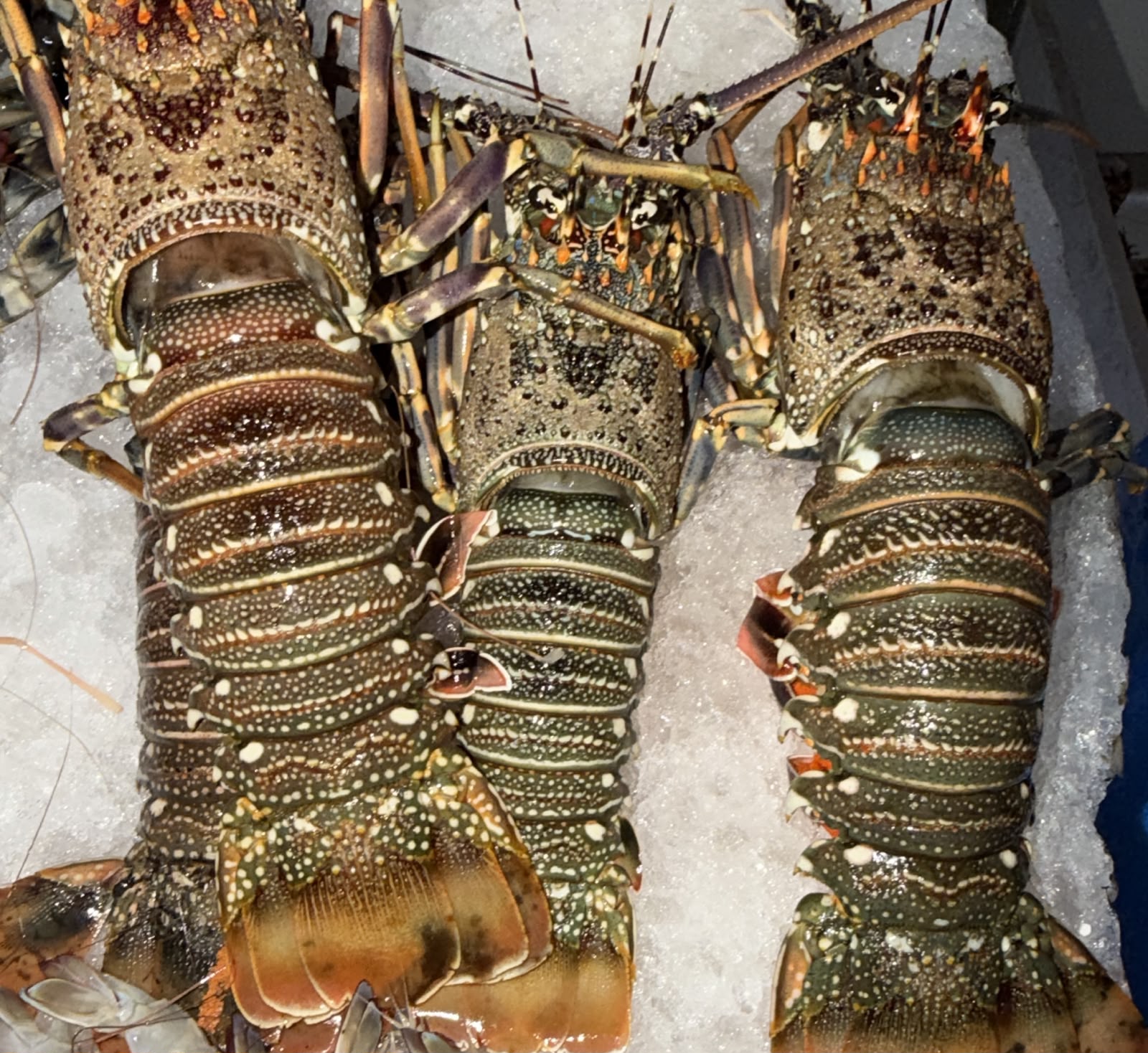 Lobster