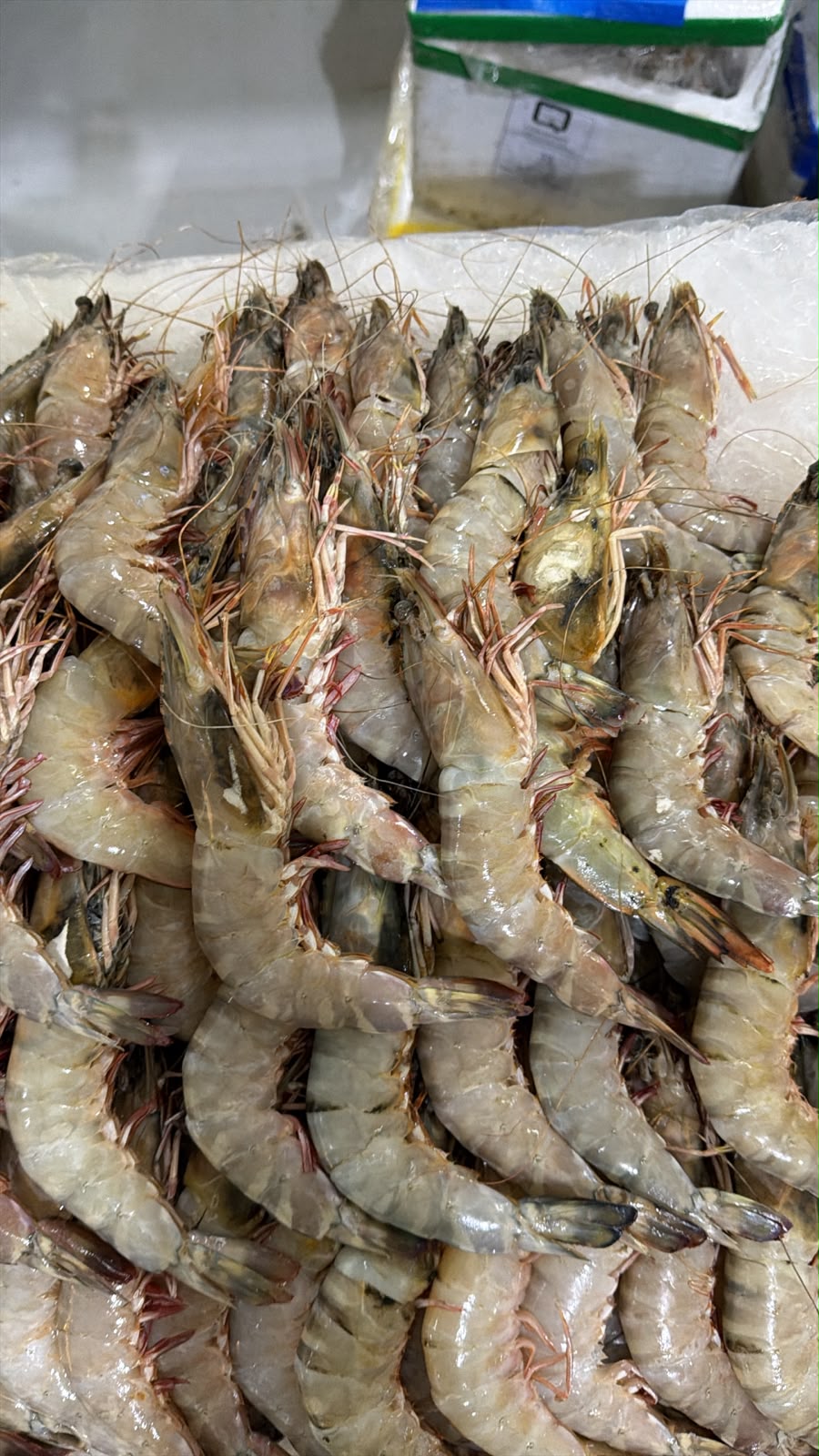 Shrimp
